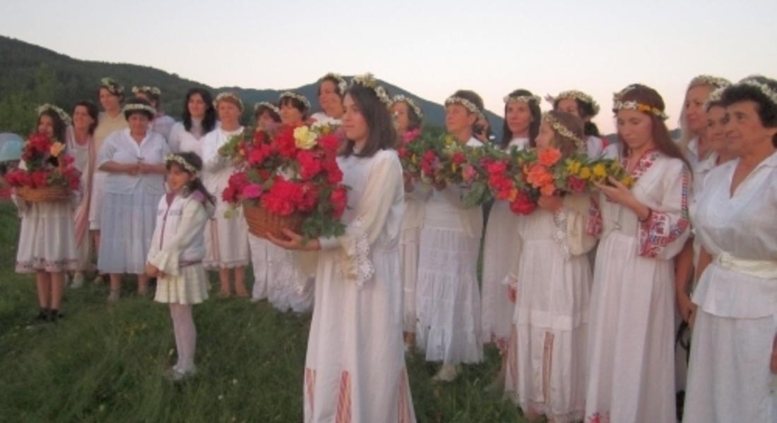 Започна Фестивала на дивите цветя в Родопите