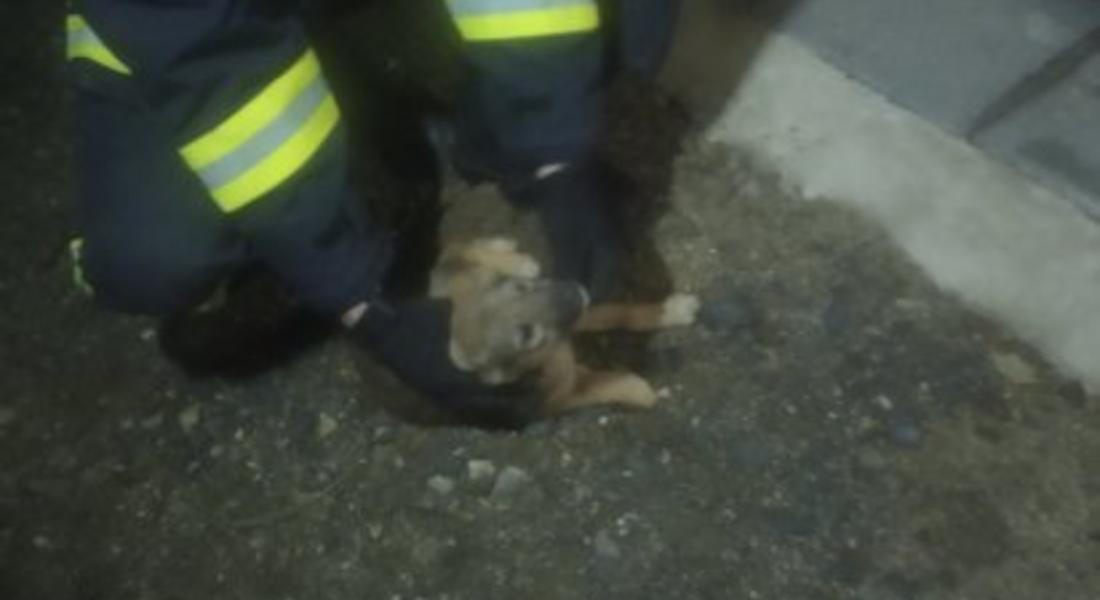 Спасиха бедстващото куче в търговски обект в Смолян