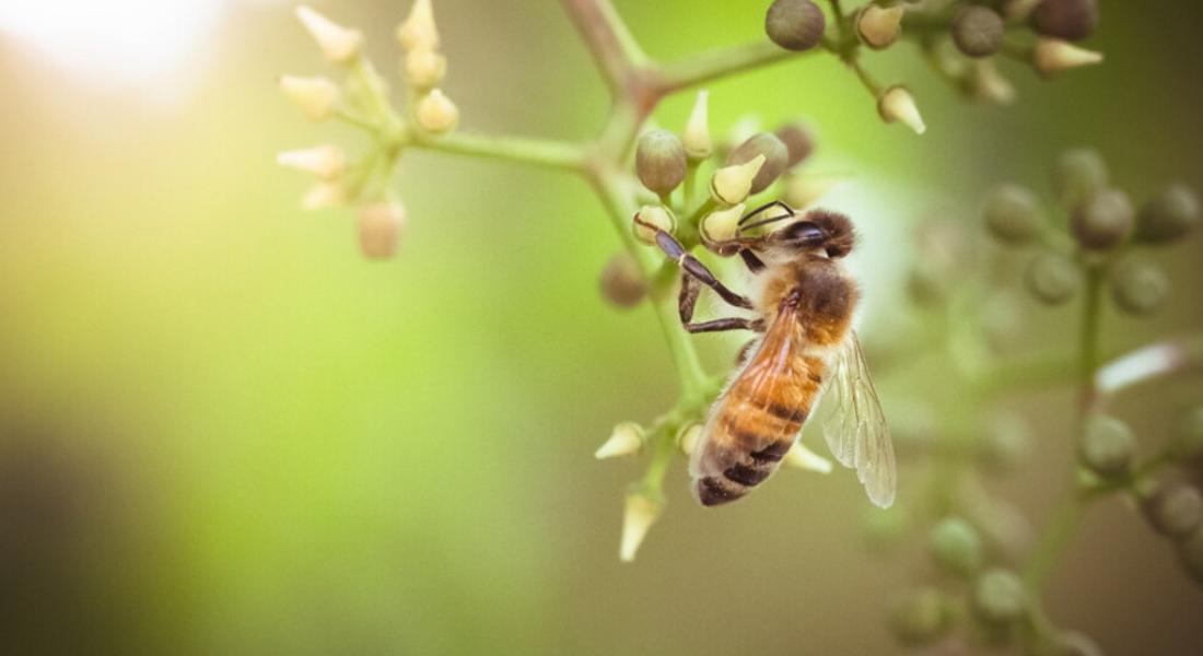  Отбелязваме Световния ден на пчелите