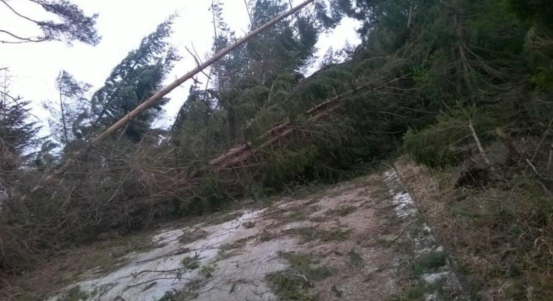 Над 46 хил. куб. метра дървесина е повалена от ураганния вятър в Смолянско