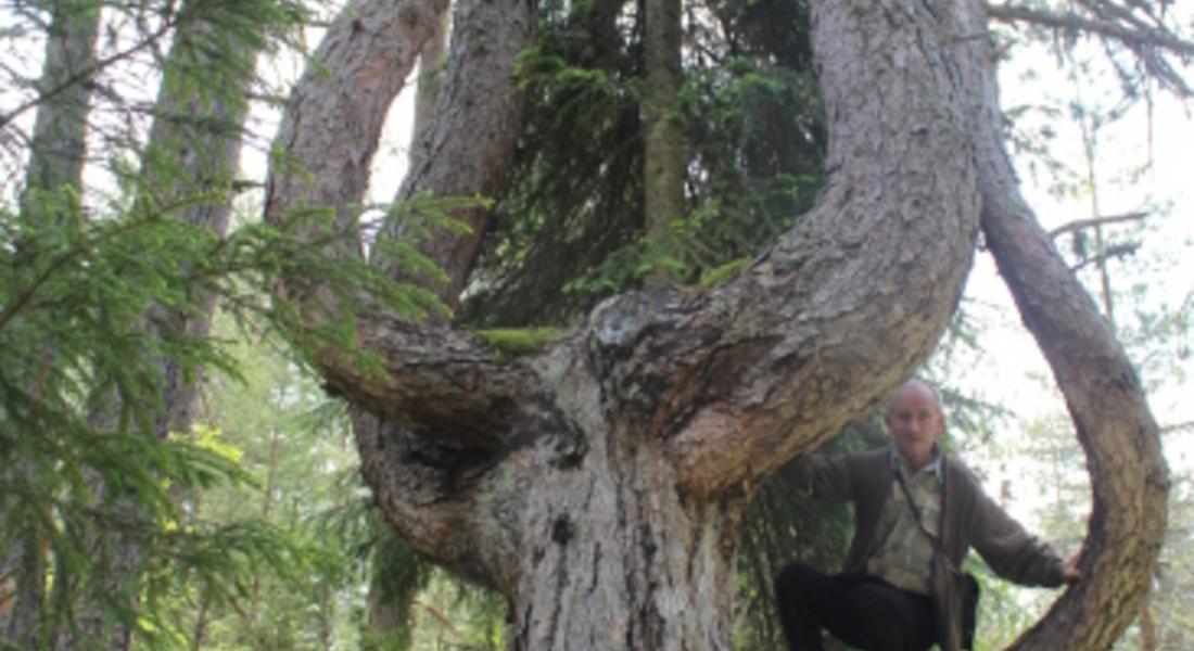 Вековно дърво от вида Черен бор край село Борино е обявено  за защитено