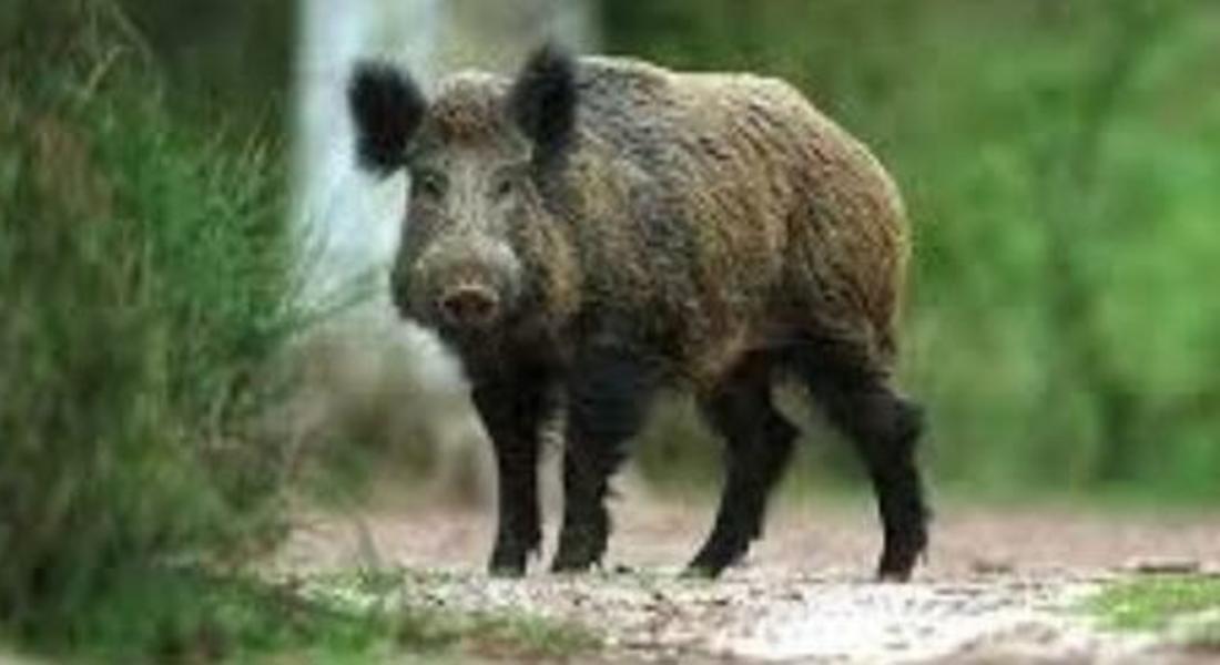  Нов случай на Африканска чума по свинете в област Смолян