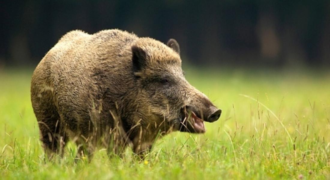 Груповият лов на дива свиня се открива на 5-ти октомври