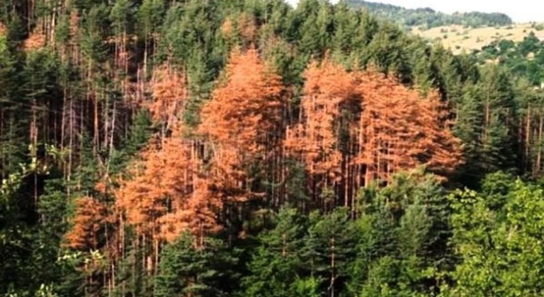 За периода март 2015 г. - октомври 2018 г. на територията на ЮЦДП са инвентаризирани 3 340 237 куб.м стояща маса пострадала дървесина
