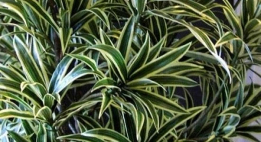 14 популярни стайни растения, как да се грижим за тях