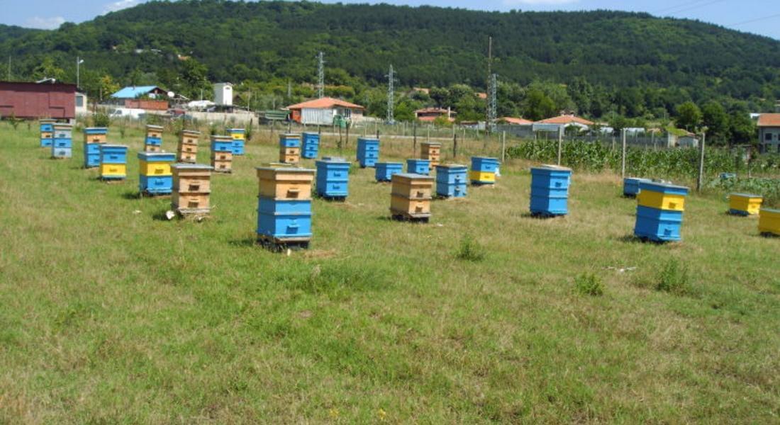 Според земеделският министър пчеларските организации трябва да се обединят