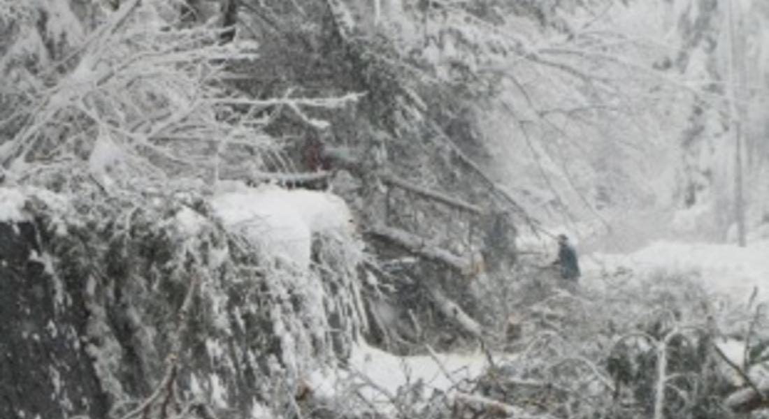Славов иска падналите дървета да се дадат за огрев на хората при облекчен ред