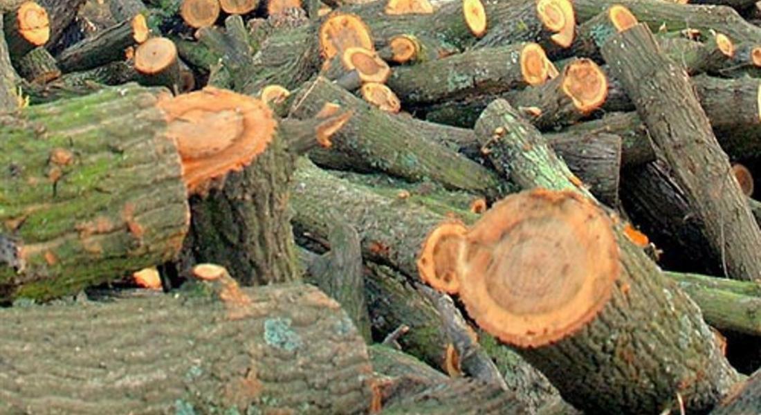 Горски инспектори от Смолян констатирали незаконен добив на 60 кубически метра дървесина