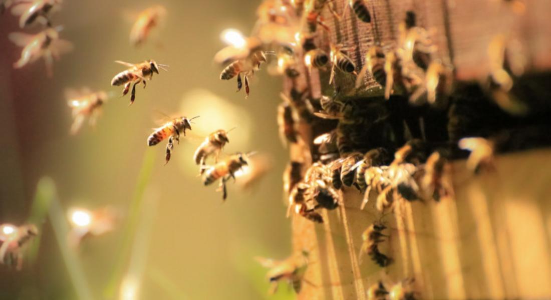  В Европарламента приеха опазването на пчелите и български породи животни