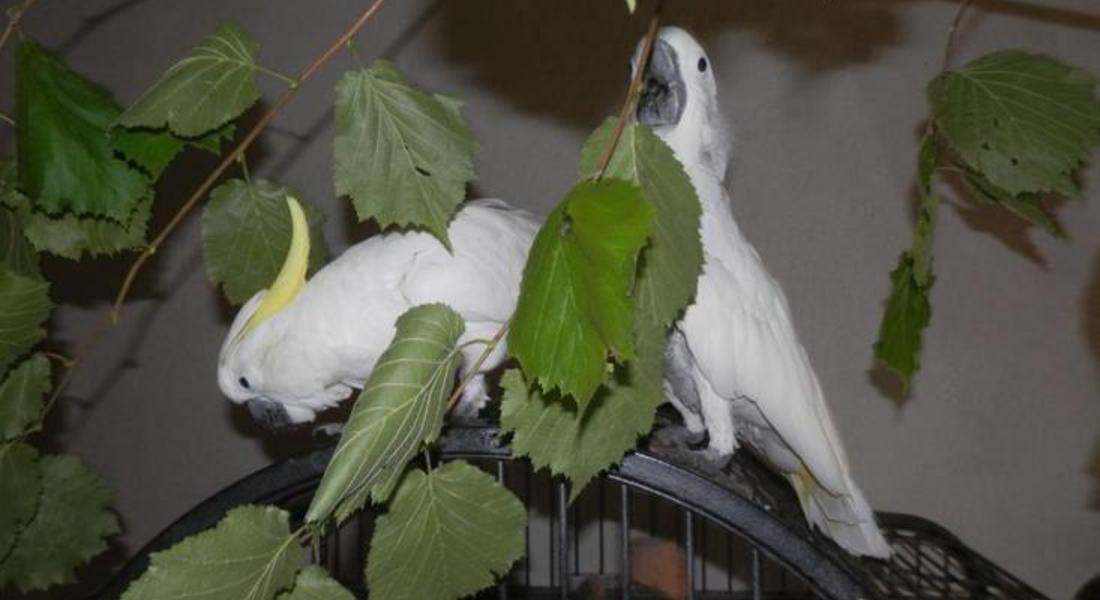 РИОСВ – Смолян регистрира папагал  какаду, излюпен в домашни условия
