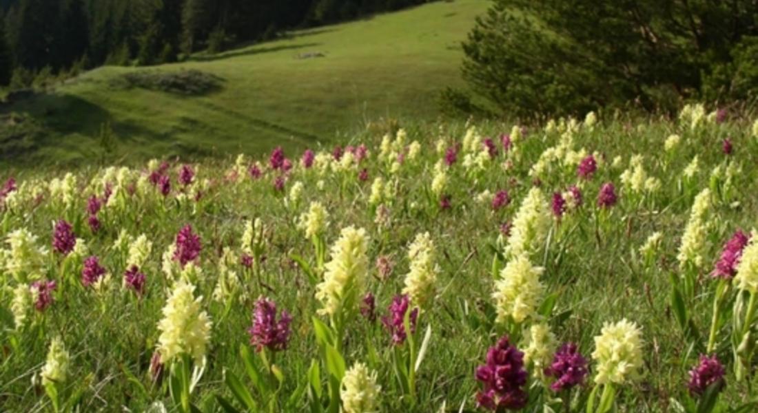 Фестивалът на дивите цветя в Родопите през 2022 г. ще се проведе традиционно в края на юни