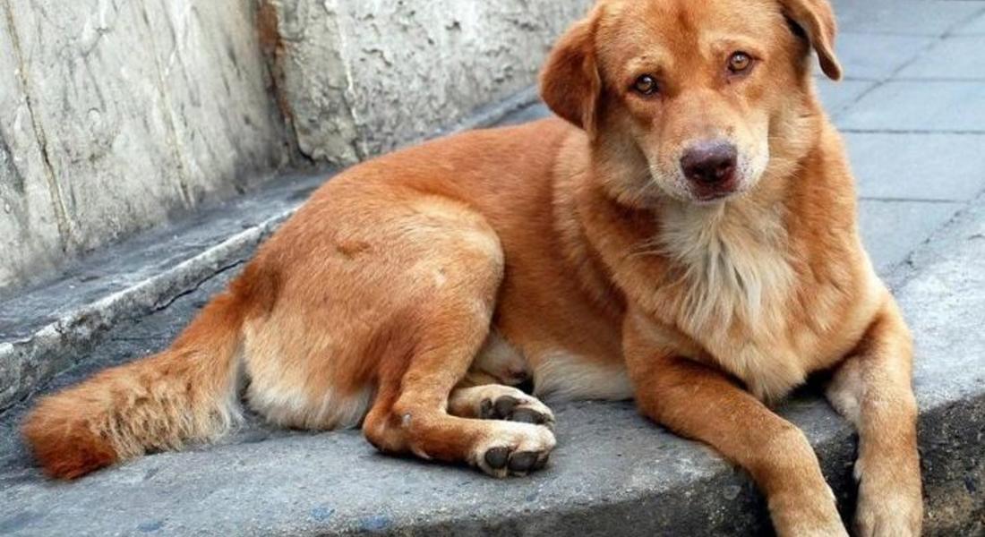 Община Смолян започва кампания по преброяване на безстопанствените кучета