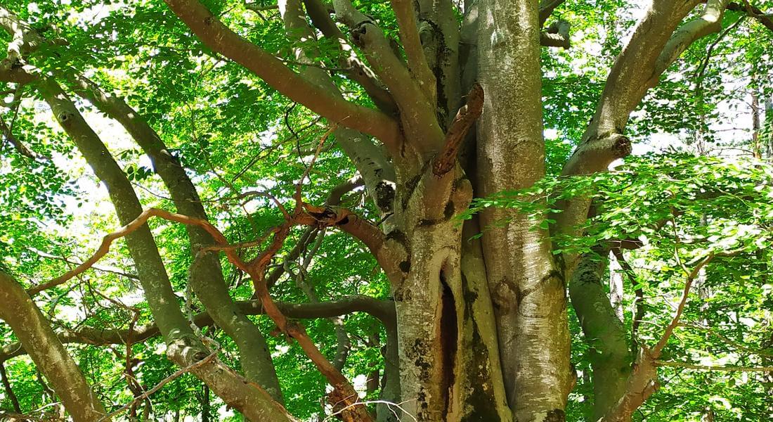 Две забележителни дървета на територията на РИОСВ - Смолян са обявени за вековни
