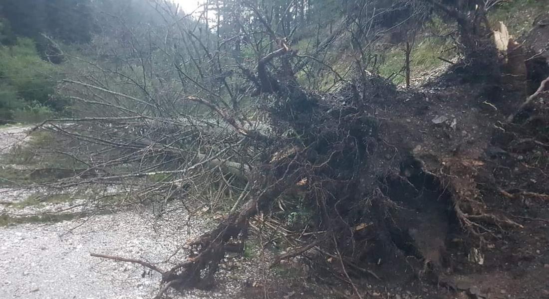 Големи дървета паднаха на пътя Асеновград-Смолян