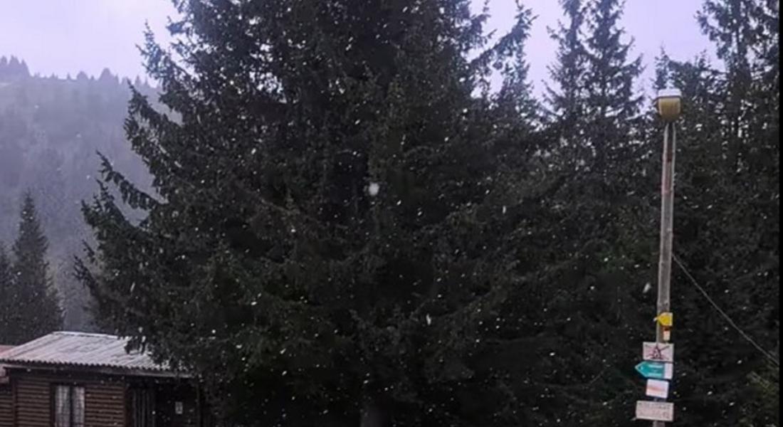 Слаб сняг заваля в района на хижа „Перелик“ в Родопите