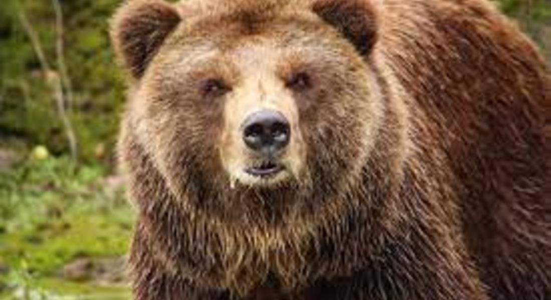  15 нападения от мечки в Смолянско за месец
