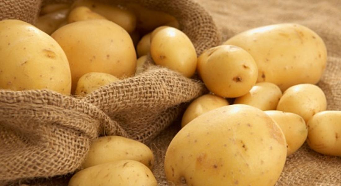 Хиляди тонове родопски картофи залежават в Смолянско