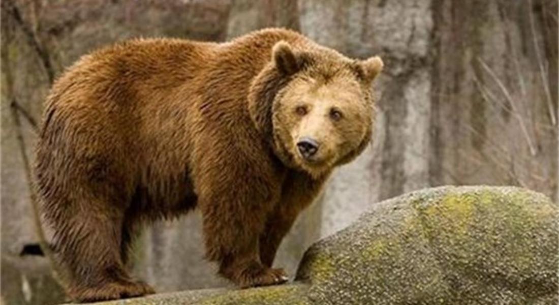 Четири сигнала за нападения от мечки са постъпили в РИОСВ – Смолян през декември