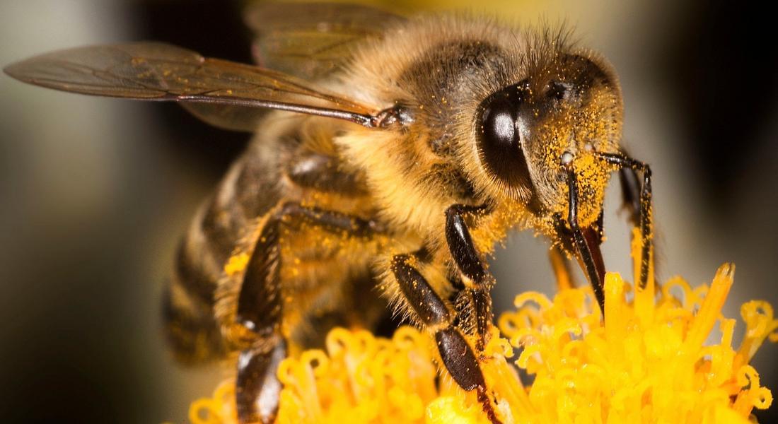 Топлата зима се отразява зле на пчелите