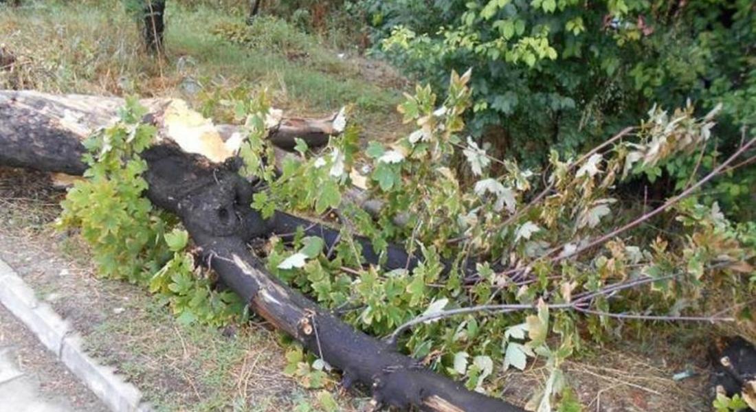 Дърво падна върху лек автомобил в Пампорово вследствие на силния вятър