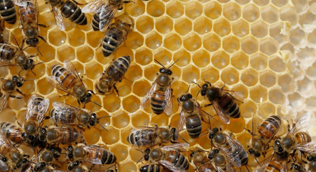 Подлъгани от необичайно топлото време, пчели излитат от кошерите в Смолянско в търсене на цветове