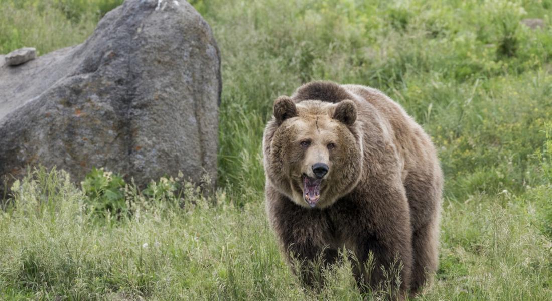 Близо 200 нападения от мечки са регистрирани в област Смолян през 2022 г.