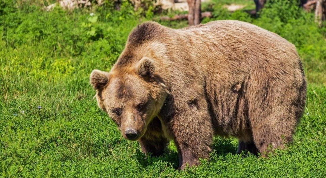 РИОСВ – Смолян провери 10 сигнала за щети от мечки от началото на годината