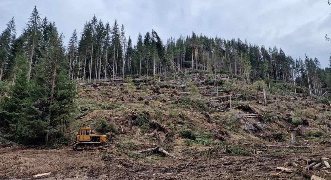 Активно се работи по усвояване на пострадалата дървесина от ветровал на територията на ЮЦДП