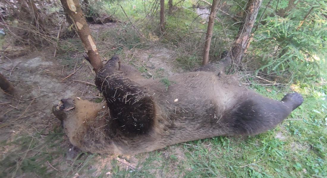Открита е мъртва мечка в района на Доспат