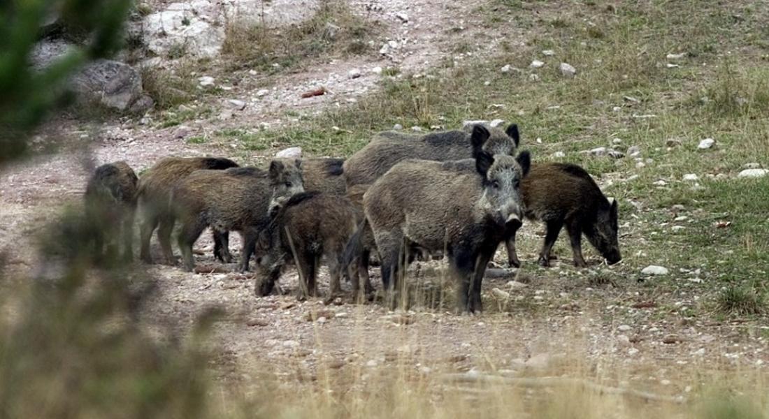  ИАГ призовава българските ловци да бъдат отговорни и бдителни и стриктно да спазват разпоредбите на Закона за лова и опазване на дивеча