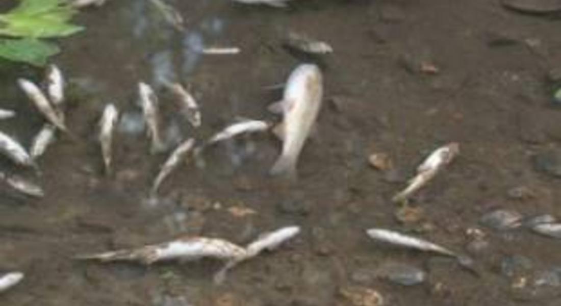 Регионални структури на МОСВ провериха сигнал за умряла риба в река Черна 