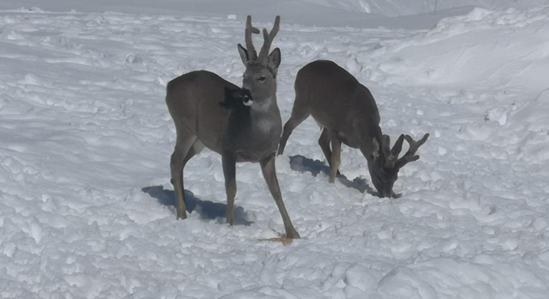  Зимното подхранване е една от основните грижи, които се полагат за дивеча в ДЛС „Борово“