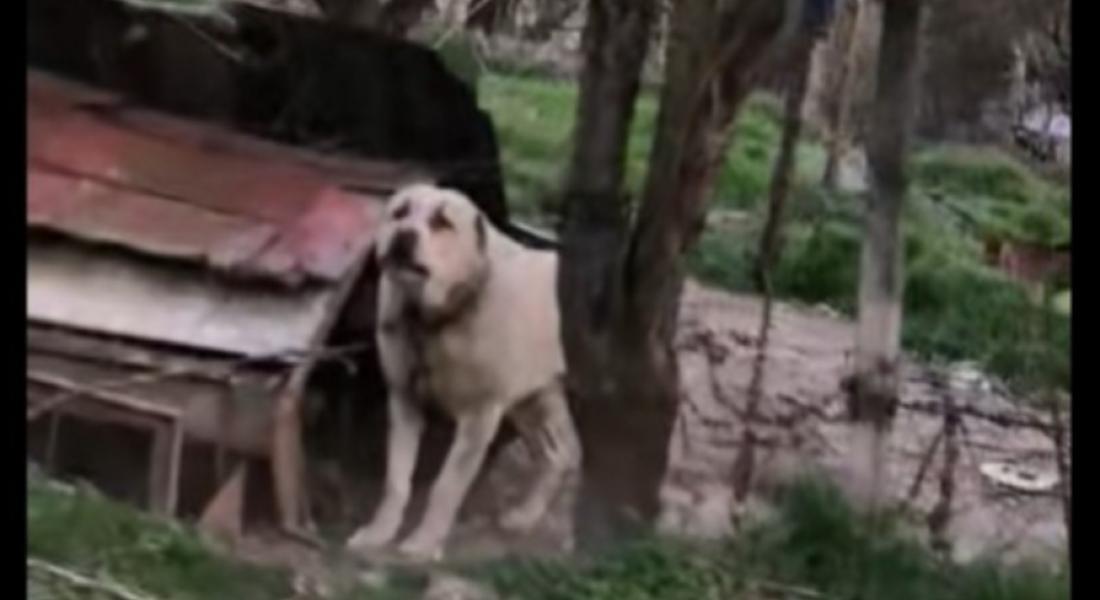 Разследват скандално видео с малтретирани кучета край Девин