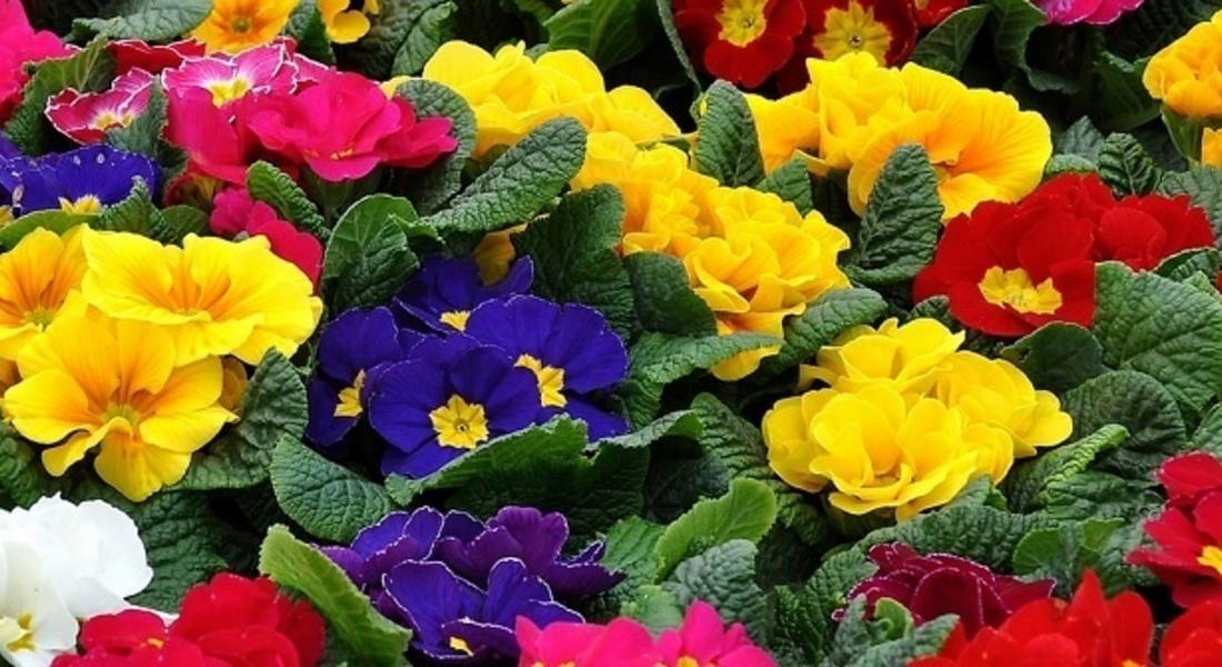Въпреки по-високите цени, цветята са предпочитан подарък за 8- ми март