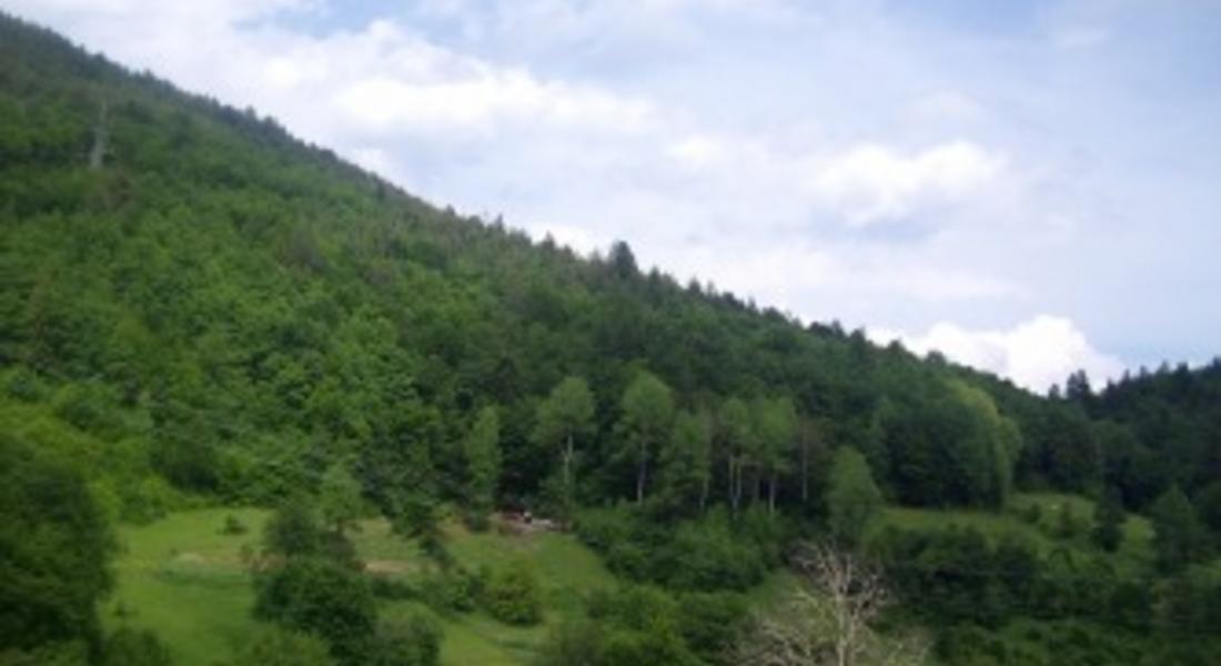 Асоциация "Общински гори" подкрепи новия Закон за горите 