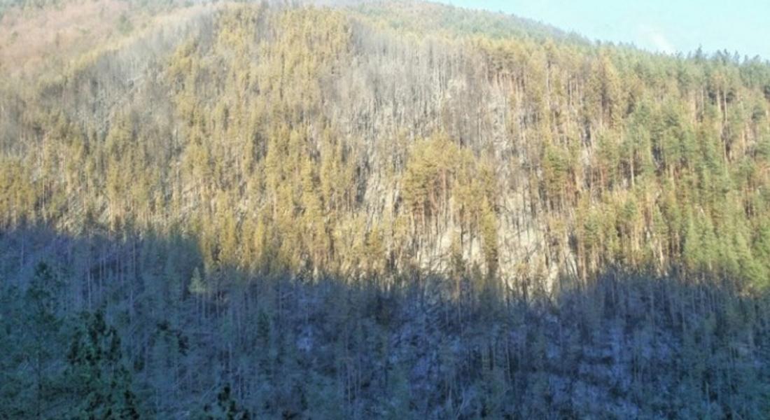 Около 75 декара опожарена гора ще бъде изсечена изцяло