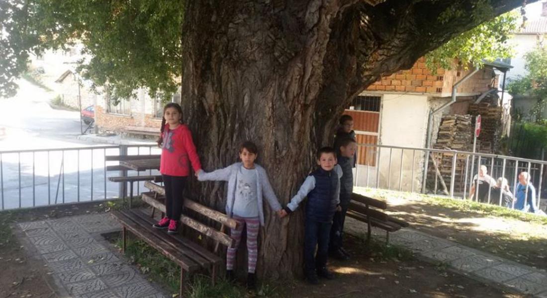 Ученици от Бръщен разказват за вековното дърво в центъра и участват в конкурса "Дърво без корен"