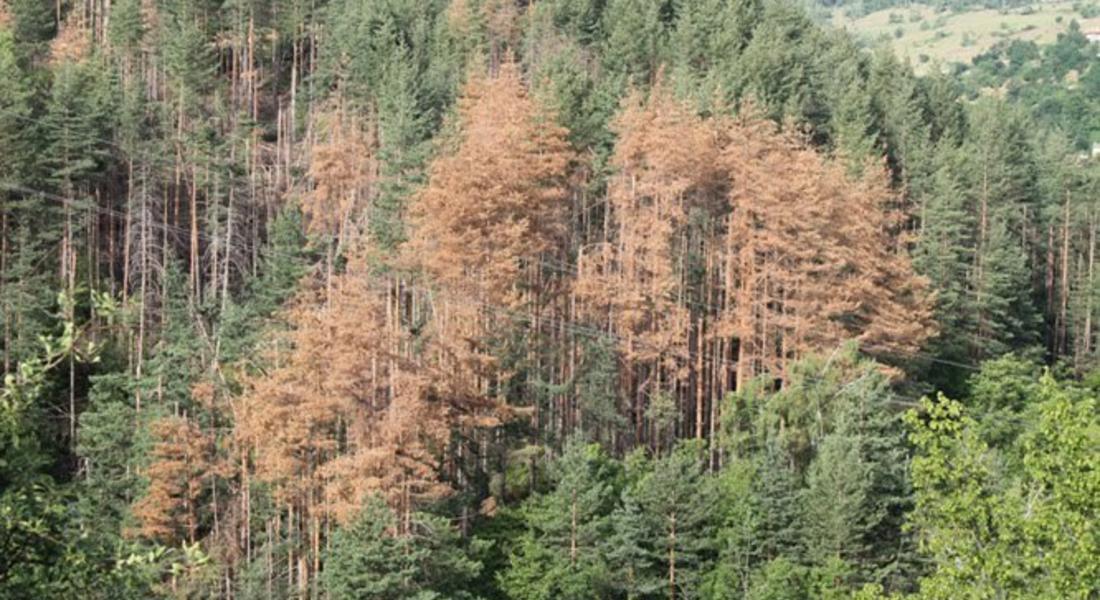 За пореден път експерти обсъждат мерките за усвояване на дървесината, засегната от корояди