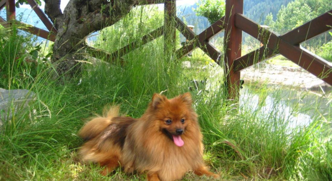 Стопаните търсят изчезнало куче в района на Смолянски езера