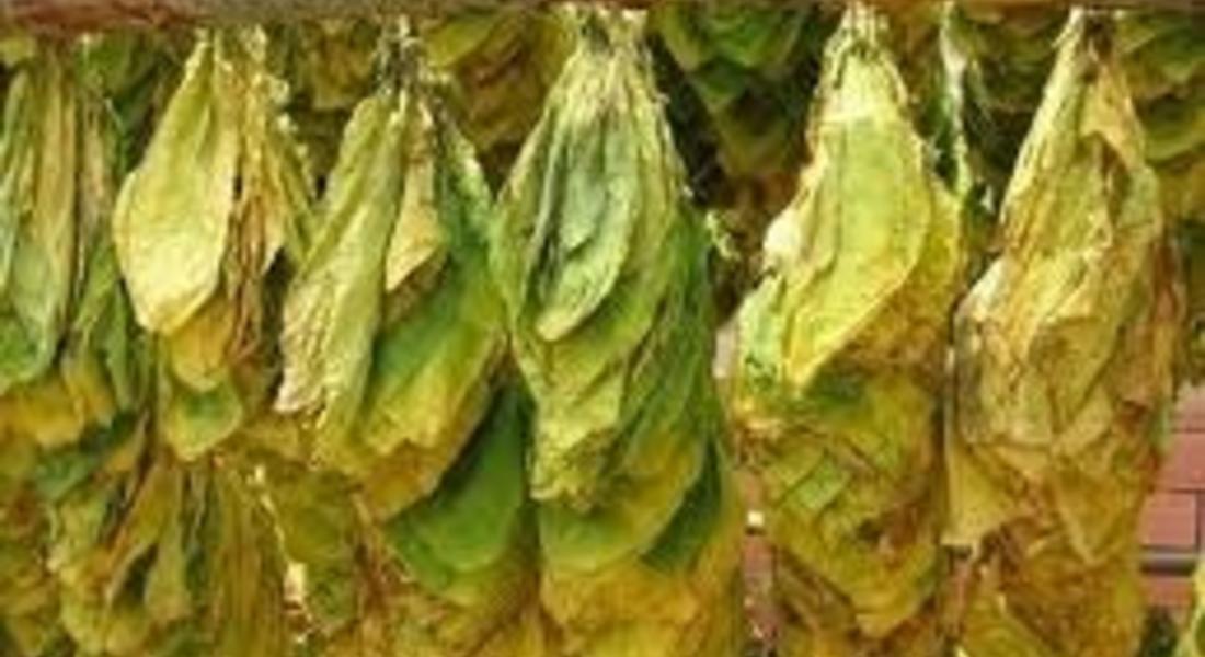 Тютюнопроизводители притеснени за тазгодишната реколта
