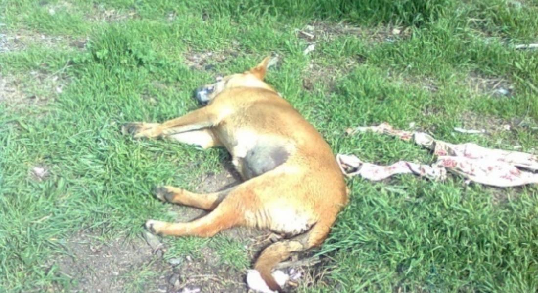 Сдружение "Помощ за животните" сигнализира за мъртво куче в Девин 