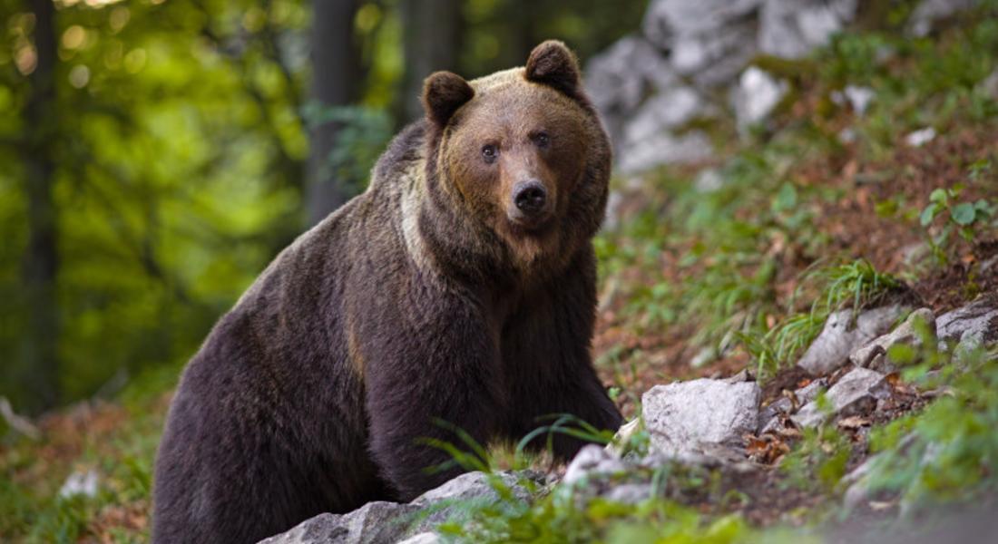  WWF: През пролетта на 2022 г. трите мечета от Родопите ще бъдат изпратени обратно в България