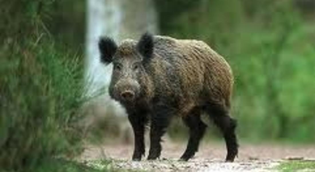  584 диви свине са отстреляни през миналата година в област Смолян 