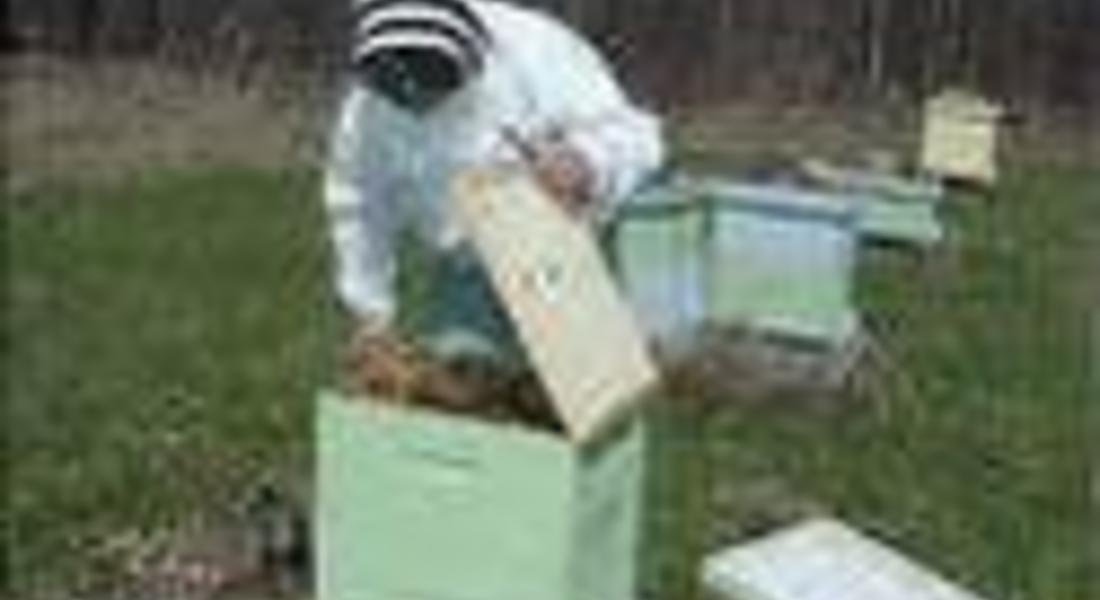 Пчеларите могат да кандидатстват за финансиране