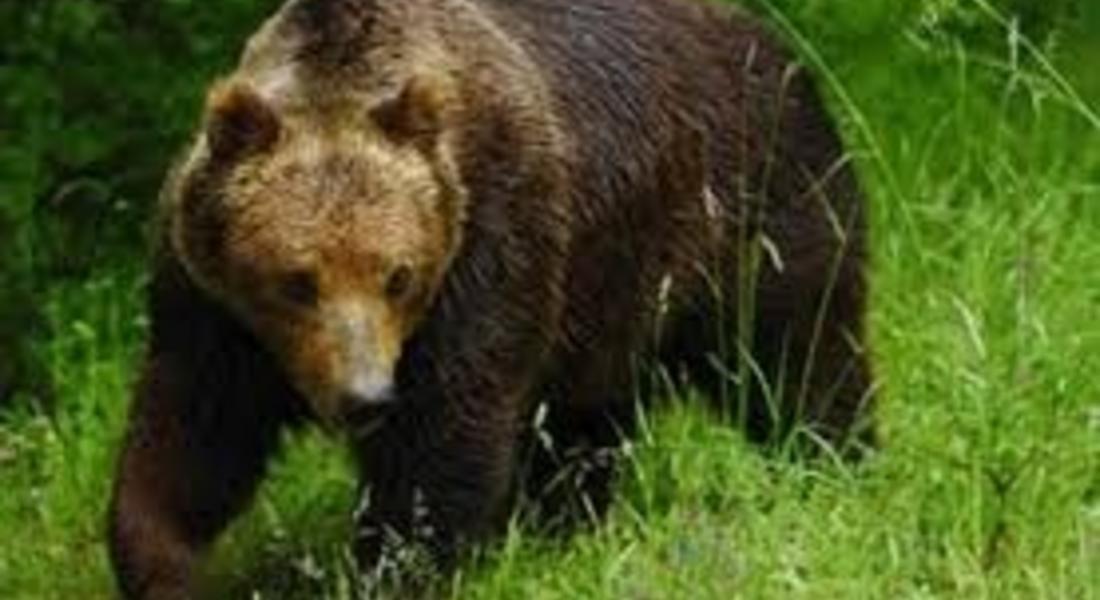  Експерти от РИОСВ оценяваха щети нанесени от кафява мечка
