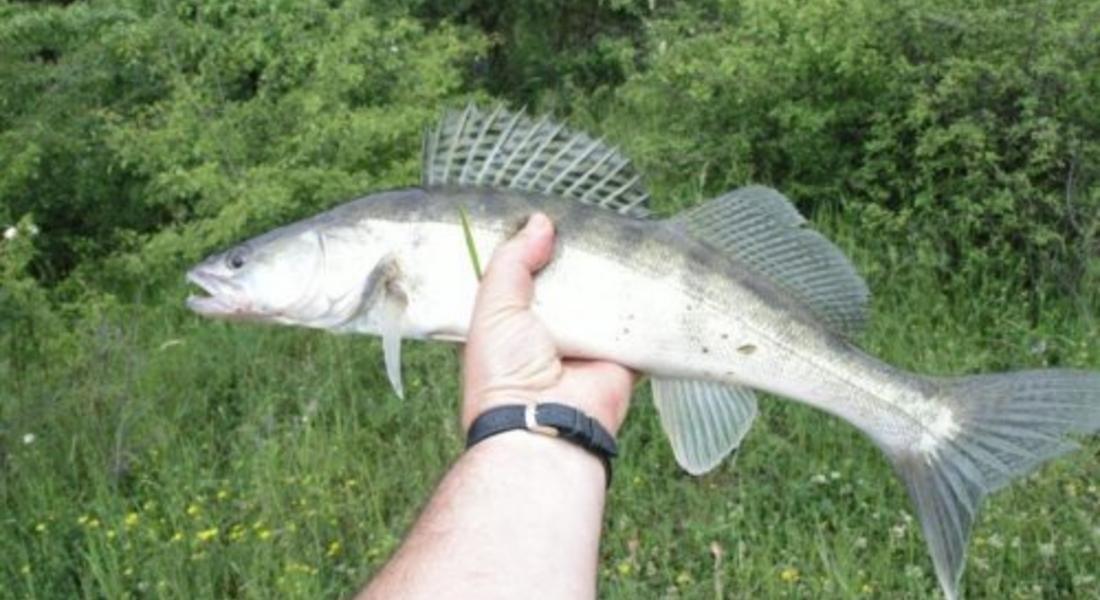 Забраняват до 15-ти май уловът на бяла риба