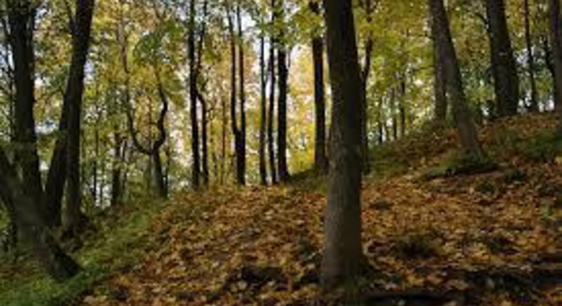 17 хил.дка са заразените гори от корояд на територията на ЮЦДП – Смолян