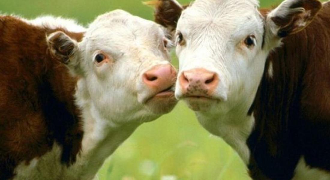 ДФ "Земеделие" отсрочва заемите на животновъдите