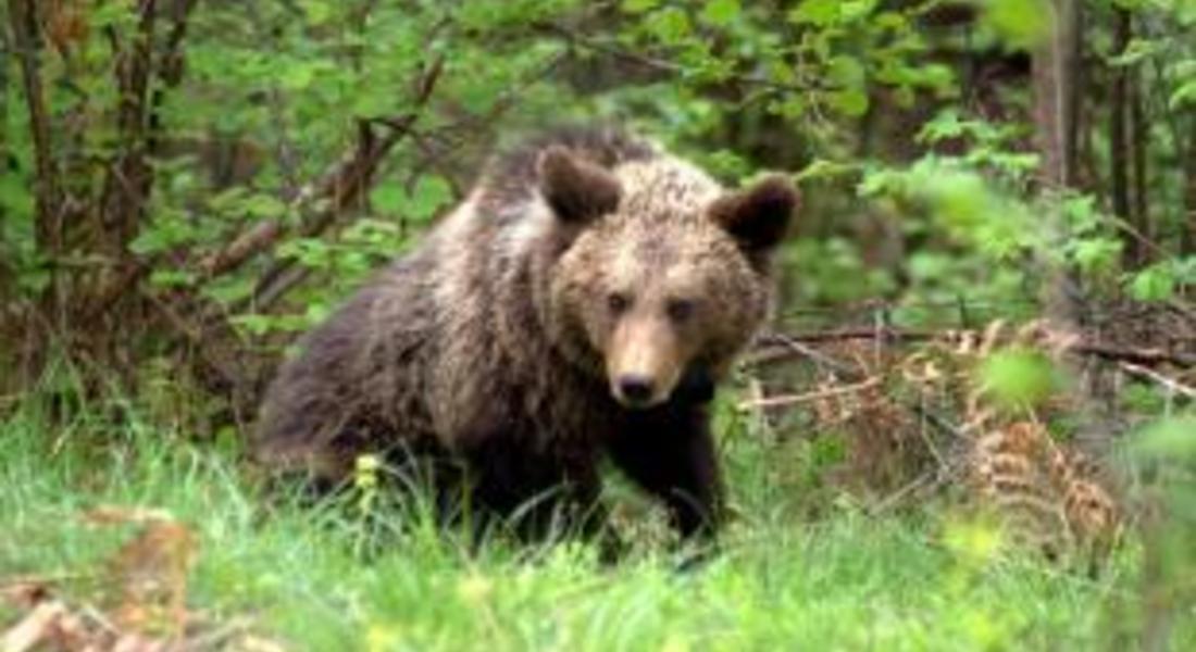 Опазват кафявата мечка в Родопите по проект 