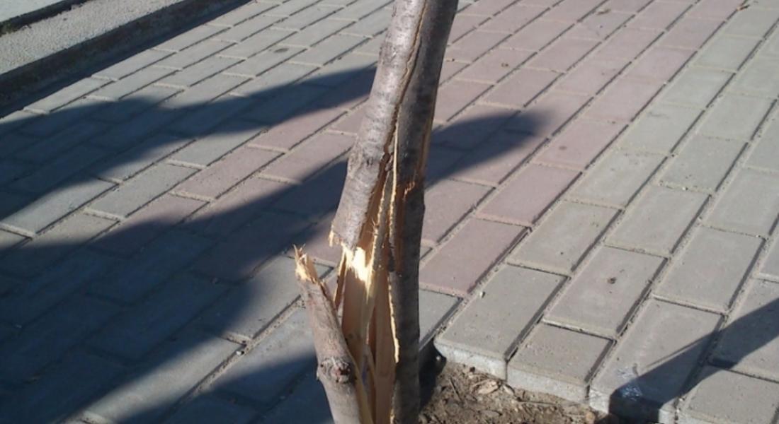 Изпочупиха дръвчета в центъра на Неделино